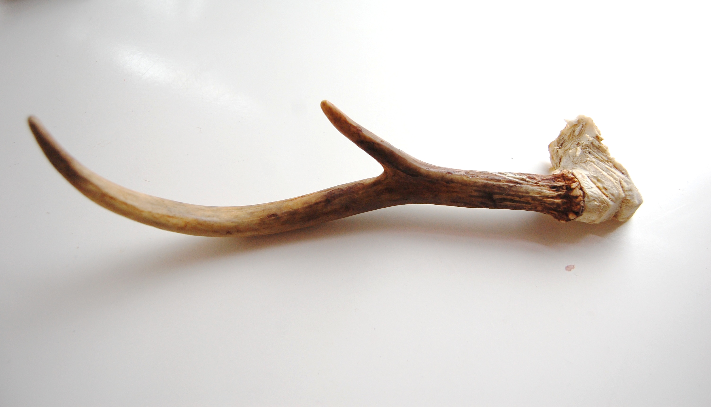 Gold Leaf Antler